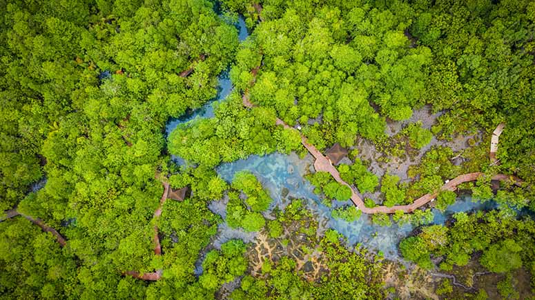 Aerial view of a mangrove forest